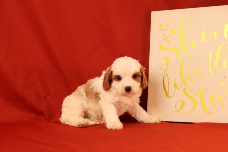 puppy, for, sale, Cavapoo, Matthew B. Stoltzfus, dog, breeder, Gap, PA, dog-breeder, puppy-for-sale, forsale, nearby, find, puppyfind, locator, puppylocator, aca